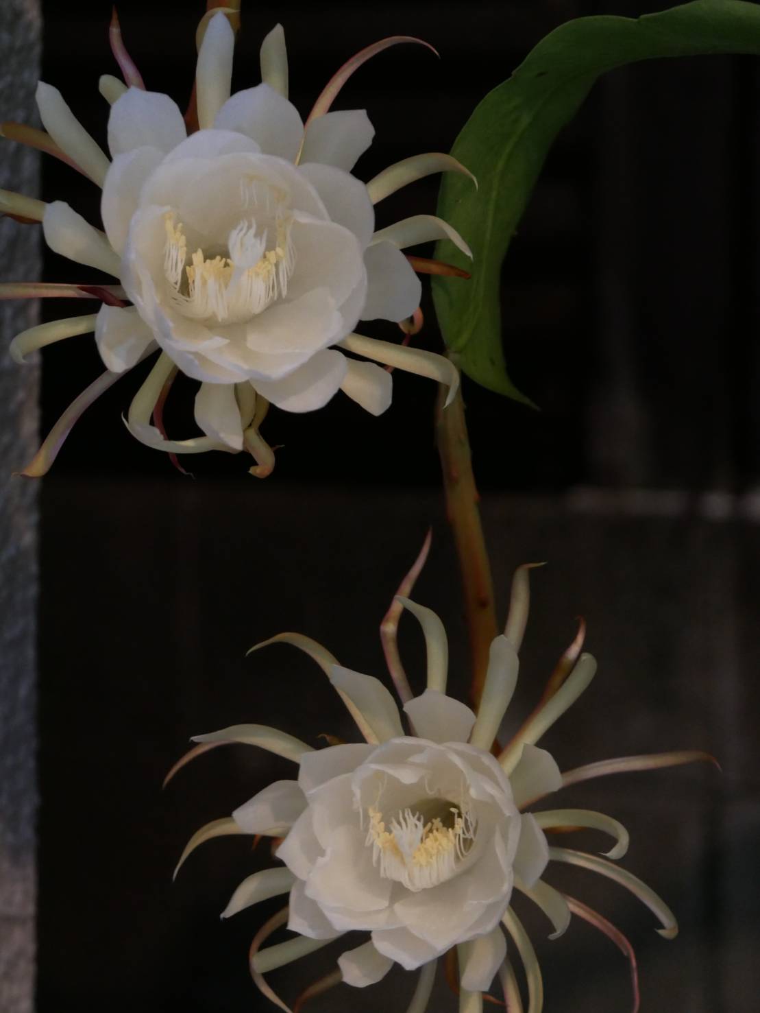 夏の夜をお裾分け